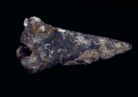 藏品(牛脛骨遠端)的圖片